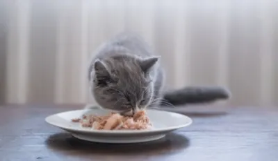 Global Pet Food Packaging Industry Trends: Full Automation and Smart Production Lines